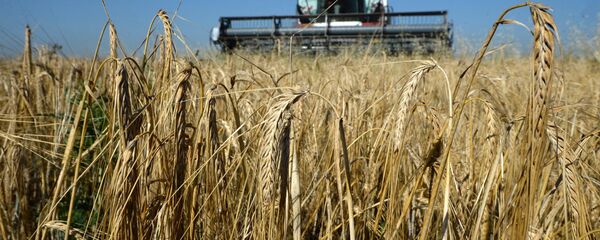 Уборка збожжавых - Sputnik Беларусь