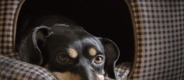 Такса, архивное фото - Sputnik Беларусь