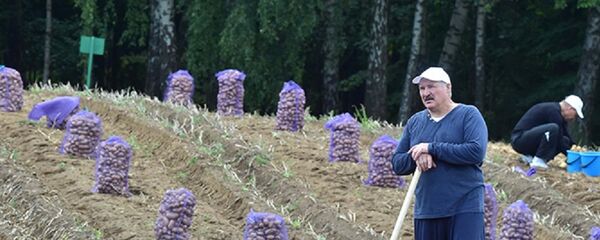 Президент Беларуси Александр Лукашенко на уборке урожая картофеля Президент Беларуси Александр Лукашенко на уборке урожая картофеля - Sputnik Беларусь