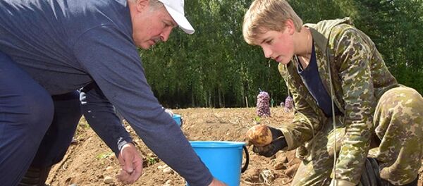 Прэзідэнт Беларусі Аляксандр Лукашэнка з сынам Мікалаем на ўборцы ўраджаю бульбы Прэзідэнт Беларусі Аляксандр Лукашэнка з сынам Мікалаем на ўборцы ўраджаю бульбы - Sputnik Беларусь