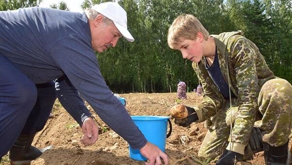 Президент Беларуси Александр Лукашенко с сыном Николаем на уборке урожая картофеля - Sputnik Беларусь