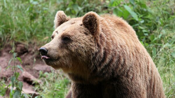 Бурый медведь, архивное фото - Sputnik Беларусь