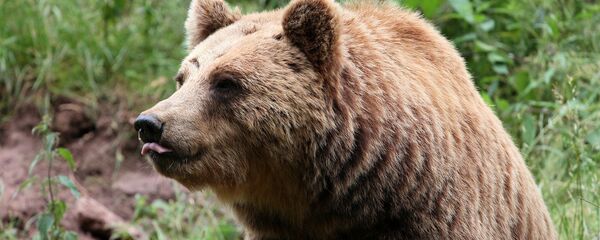 Буры мядзведзь, архіўнае фота Буры мядзведзь, архіўнае фота - Sputnik Беларусь