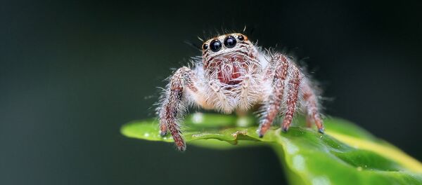 Паучок - Sputnik Беларусь