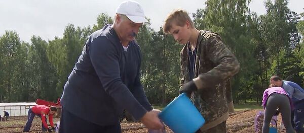 Лукашенко помогает заниматься сбором картофеля в Беларуси - Sputnik Беларусь