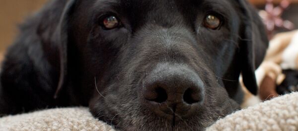 Собака, архивное фото - Sputnik Беларусь