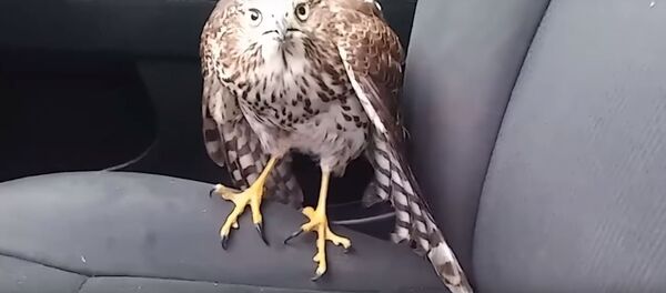 Ястреб спрятался от урагана в машине такси, видео - Sputnik Беларусь