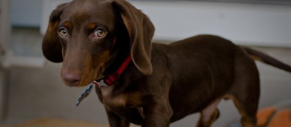 Щенок таксы, архивное фото - Sputnik Беларусь