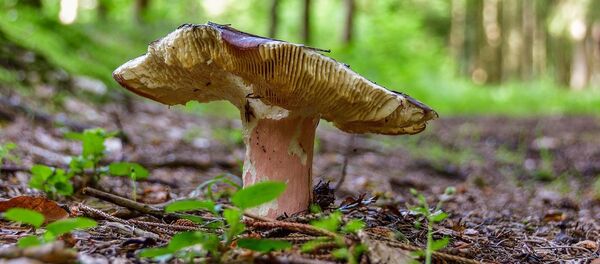 Сыроежка, архивное фото Сыроежка, архивное фото - Sputnik Беларусь