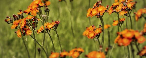 Цветы в августе - Sputnik Беларусь