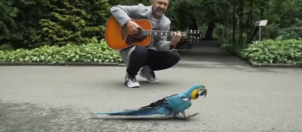 Сергей Шнуров спел для попугая, впавшего в депрессию - Sputnik Беларусь