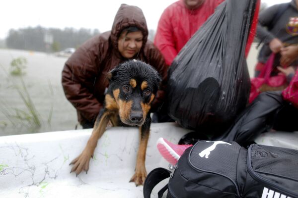 Собаку спасают от паводковых вод тропического шторма Харви в Бомонт Плей - Sputnik Беларусь