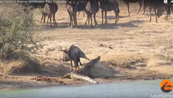 Видеофакт: два бегемота напали на крокодила, чтобы спасти антилопу - Sputnik Беларусь