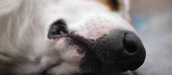 Собака лежит, архивное фото - Sputnik Беларусь