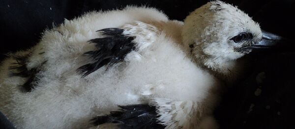 Бусляня ратавалі ў Віцебску - Sputnik Беларусь