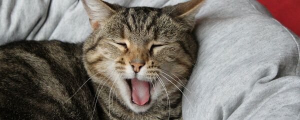 Правила здорового сна понятны даже коту Правила здорового сна понятны даже коту - Sputnik Беларусь