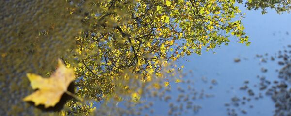 Отражение дерева в дождевой луже, архивное фото - Sputnik Беларусь