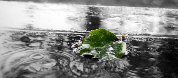 Лист в луже, архивное фото Лист в луже, архивное фото - Sputnik Беларусь