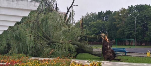 Поваленное дерево - Sputnik Беларусь