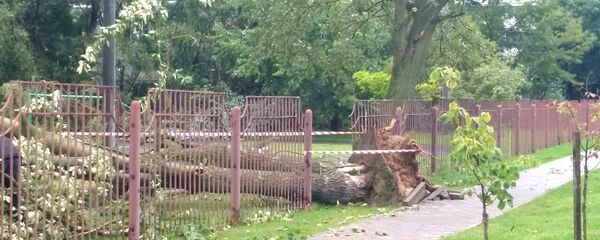 Упавшее дерево - Sputnik Беларусь