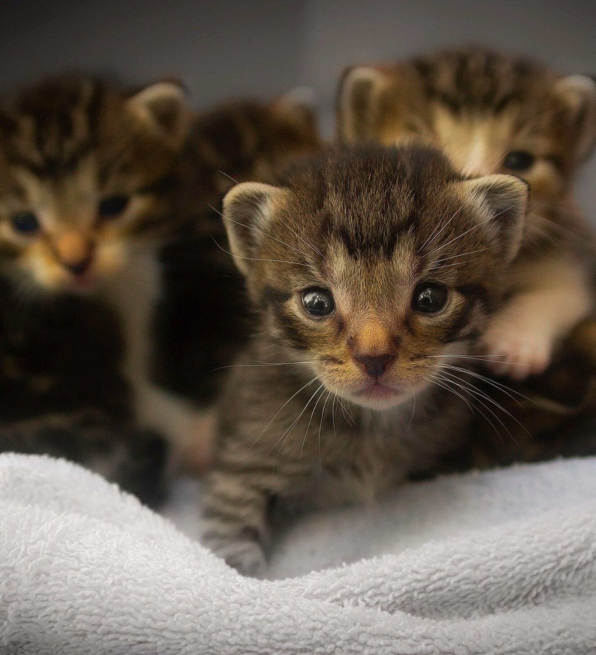 Самые дорогие в мире породы кошек: история, повадки и стоимость