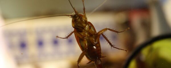 Таракан - Sputnik Беларусь