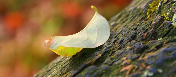 Осенний лист, архивное фото - Sputnik Беларусь