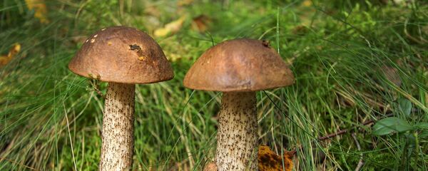 Грыбы Грыбы - Sputnik Беларусь