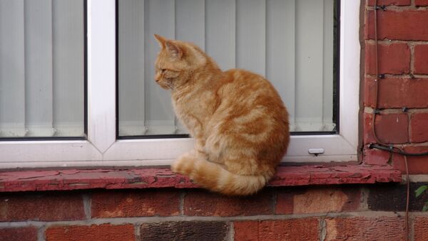 Кошка на окне - Sputnik Беларусь
