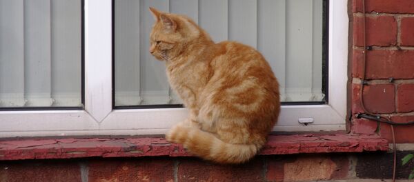 Кошка на окне - Sputnik Беларусь