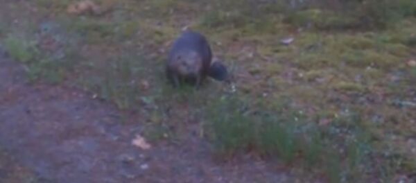 Белорусский бобер - Sputnik Беларусь