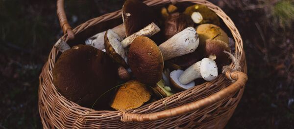 Корзинка с грибами Корзинка с грибами - Sputnik Беларусь