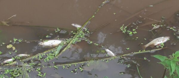 Мертвая рыба в реке - Sputnik Беларусь