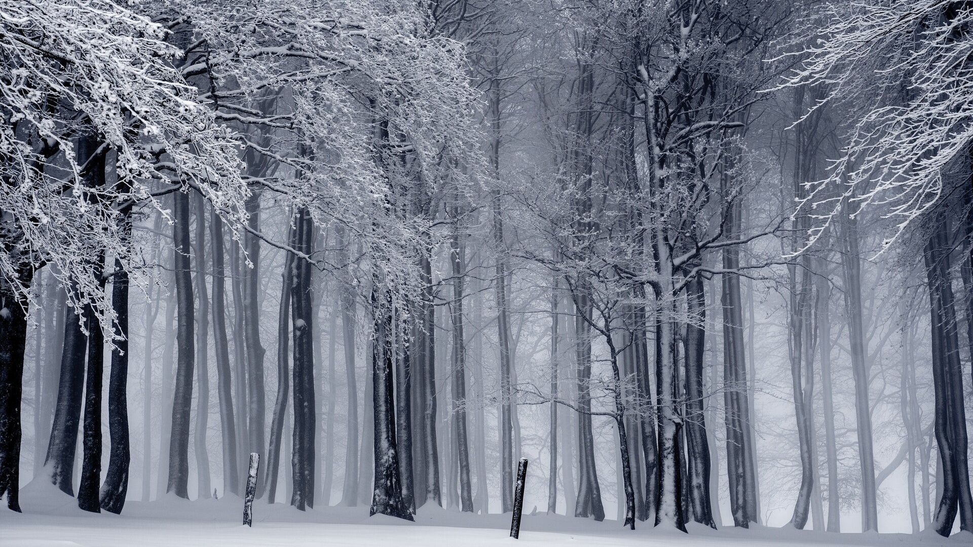 Туман зимой - Sputnik Беларусь, 1920, 16.01.2023