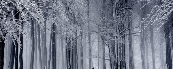 Туман зимой - Sputnik Беларусь