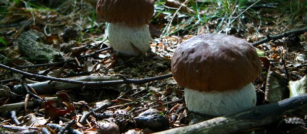 Баравікі, архіўнае фота Баравікі, архіўнае фота - Sputnik Беларусь