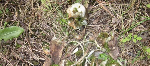 Останки, найденные в лесу - Sputnik Беларусь