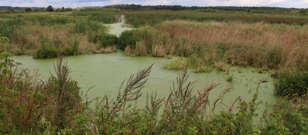 Лет 10 назад здесь на месторождении Святое добывали торф, теперь здесь стоит вода - Sputnik Беларусь