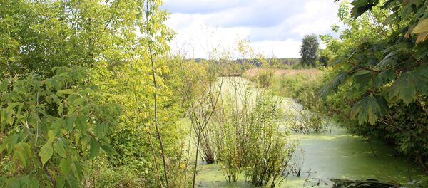 Сейчас территория реанимированного болота – это череда возвышенностей и заполненных водой канав и каналов - Sputnik Беларусь
