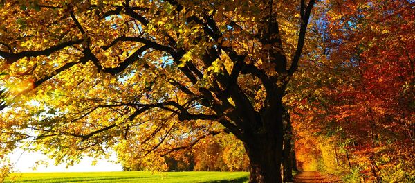 Позняя восень Позняя восень - Sputnik Беларусь