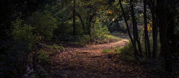 Сад в ноябре - Sputnik Беларусь