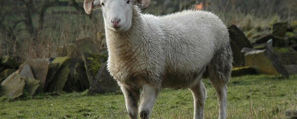 Баран, архивное фото - Sputnik Беларусь