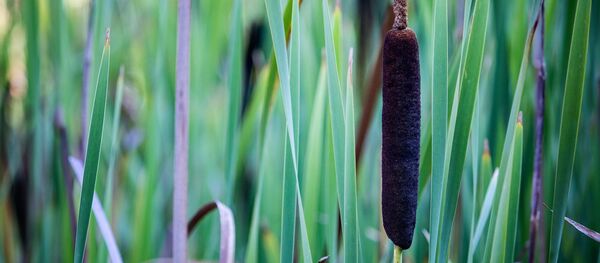 Камыши на болоте - Sputnik Беларусь