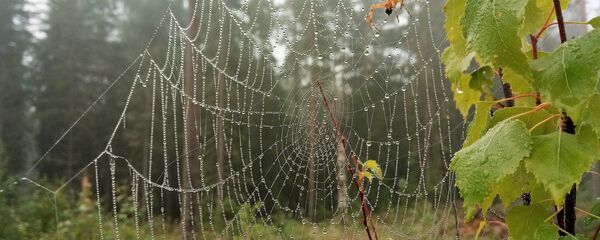 Паук плетет паутину, архивное фото Паук плетет паутину, архивное фото - Sputnik Беларусь