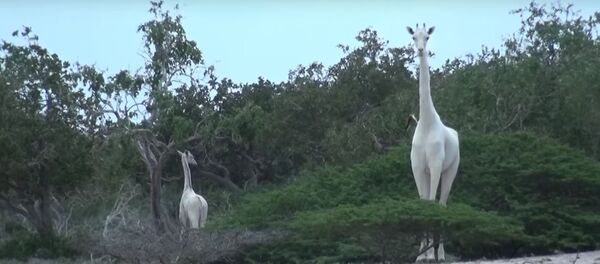 Белые жирафы в зоопарке Кении, видео - Sputnik Беларусь