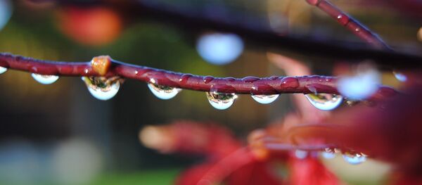 Капли дождя - Sputnik Беларусь