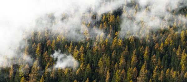 Туман над лесом - Sputnik Беларусь