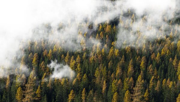 Туман над лесом - Sputnik Беларусь