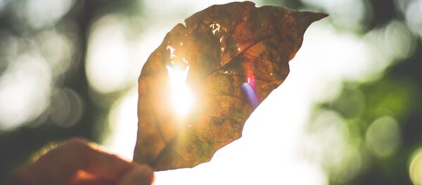 Солнечный свет - Sputnik Беларусь