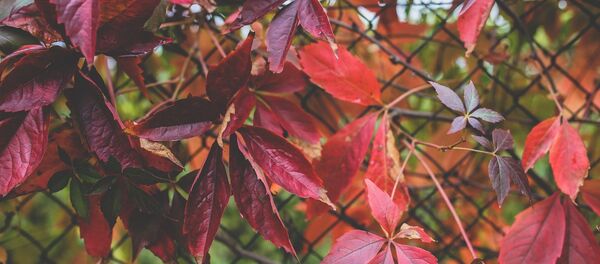 Чырвонае лісце дзікага вінаграда Чырвонае лісце дзікага вінаграда - Sputnik Беларусь